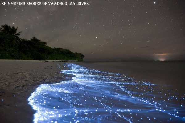 12 Craziest Things in Nature